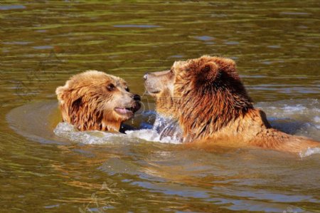 在湖中玩闹的马熊