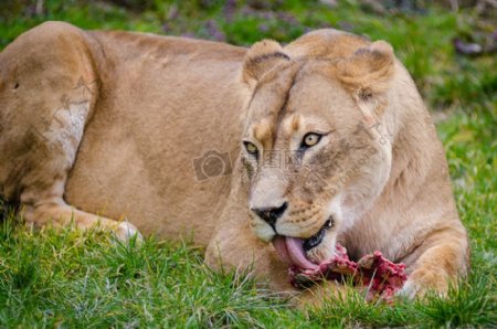 在吃东西的狮子