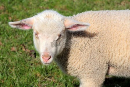 绿草地上的小羊羔