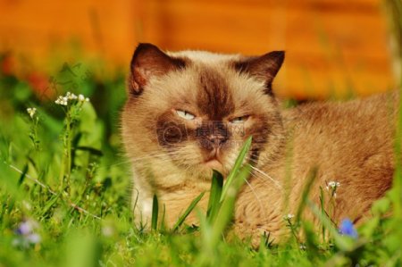 趴在草丛中的小猫