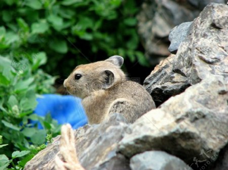 石头上的撒丁鼠兔