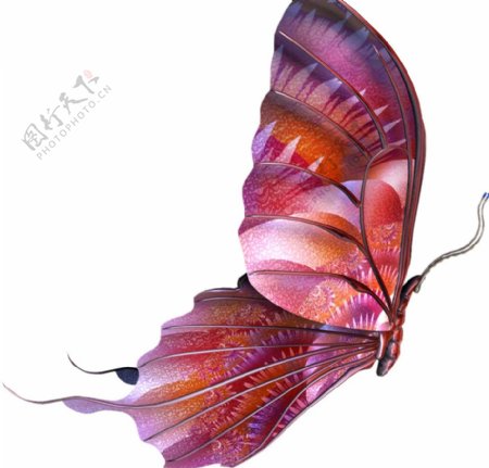 红紫蝴蝶