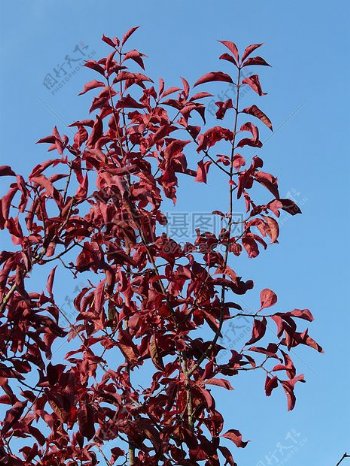 蓝天下的红枫树