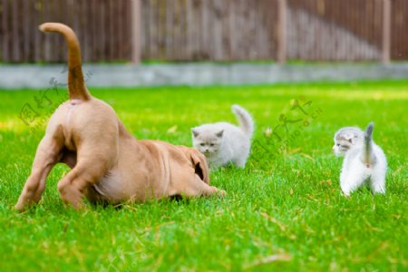 草地上的小狗与小猫