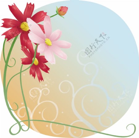 韭莲植物插图
