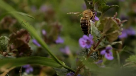实拍花丛里不断飞舞的蜜蜂视频素材