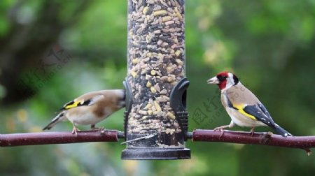 两只站在树枝上的小鸟找食物实拍视频
