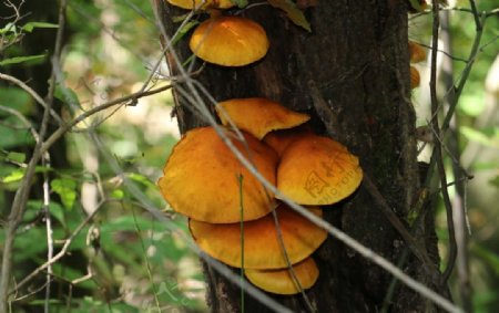椴木蘑菇