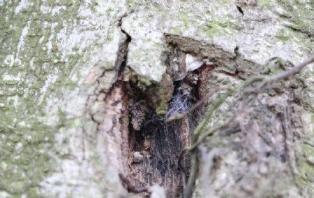 树洞蜘蛛丝蜘蛛网树木摄影
