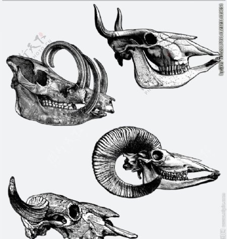 黑白素描动物头骨