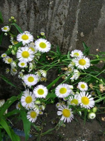 夏季小白花