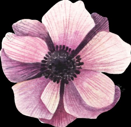 粉紫花朵透明装饰图案