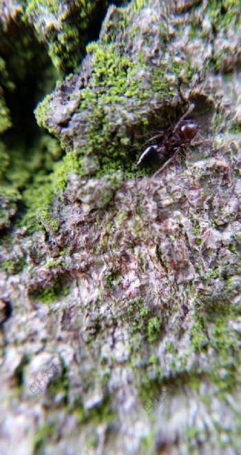 蚂蚁树苔藓