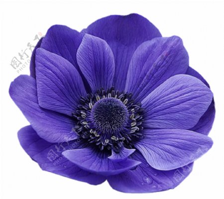 一朵紫色花朵