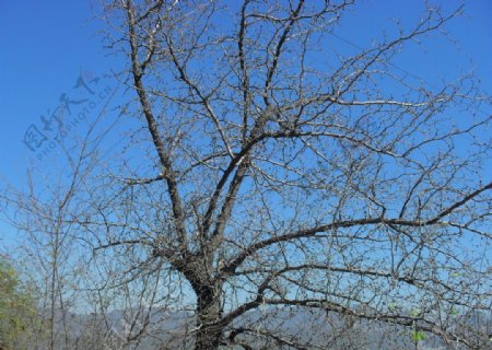 冬季的野枣树