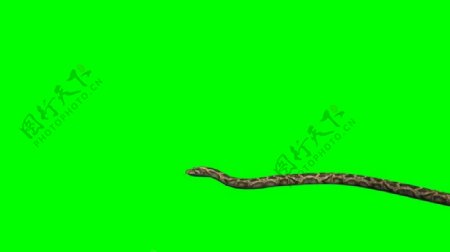 绿幕布可抠像动态蛇爬行素材