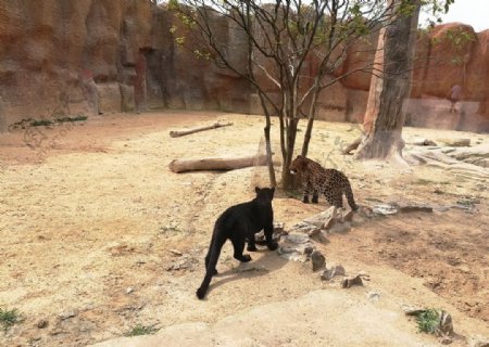 野生動(dòng)物園