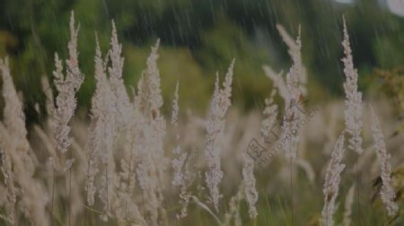 实拍雨水下的野草视频素材