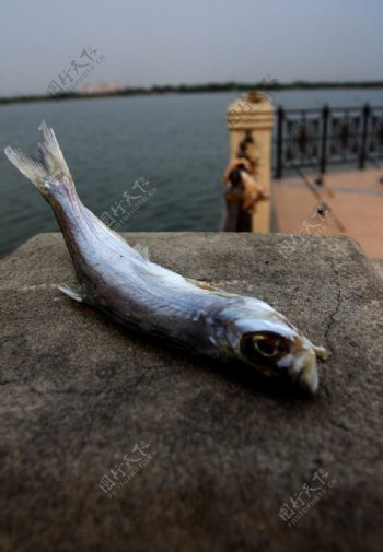 湖城市死鱼中的元素湖城市死鱼环保环境问题水泥
