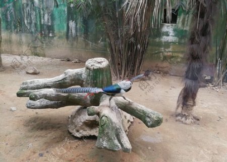 野生動(dòng)物園