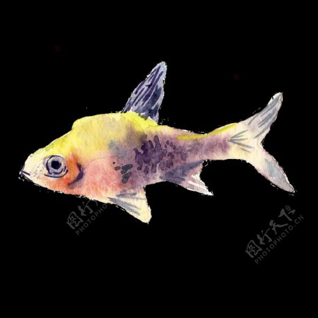 黄色鱼水彩手绘透明素材
