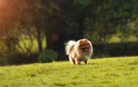 广阔草地上的小狗可做背景