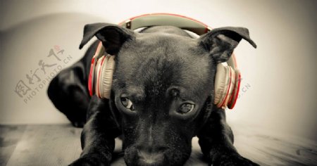 听音乐的狗狗