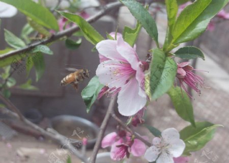 蜜蜂与桃花