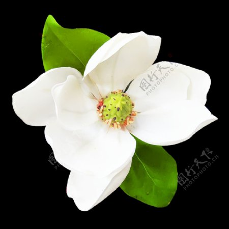 白色花朵绿植png元素素材