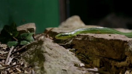 绿蛇爬行