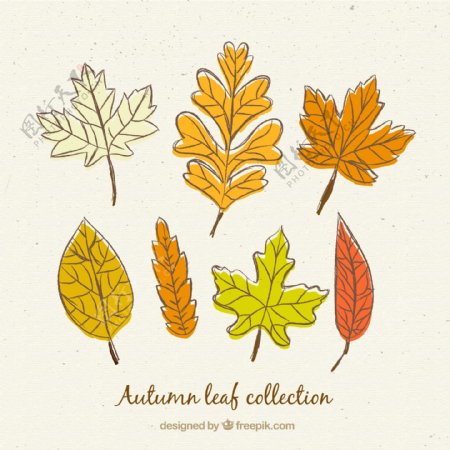 7款彩绘秋季叶子矢量素材