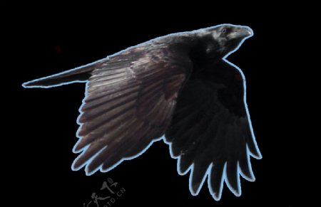 挥着翅膀的乌鸦免抠png透明素材