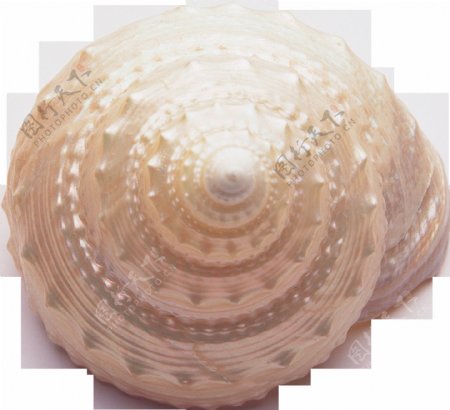 漂亮螺旋花纹海螺免抠png透明图层素材