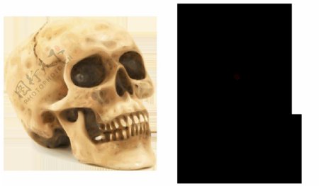 人的头骨结构图片免抠png透明图层素材