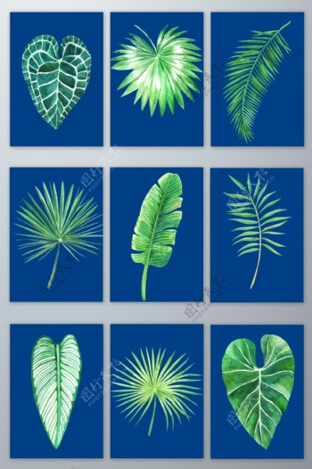 水彩手绘热带植物绿叶