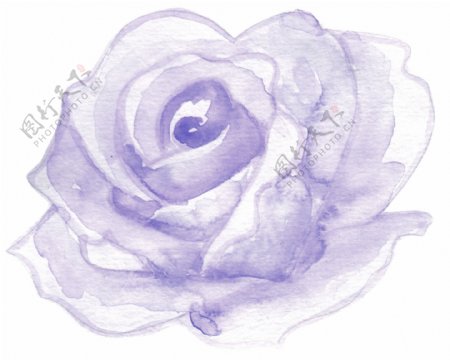 紫色花瓣卡通透明素材