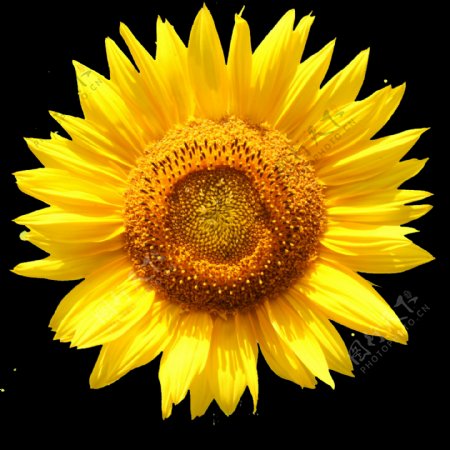 一朵金灿灿的向日葵花png透明素材