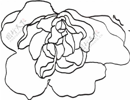 手绘素描花朵透明素材