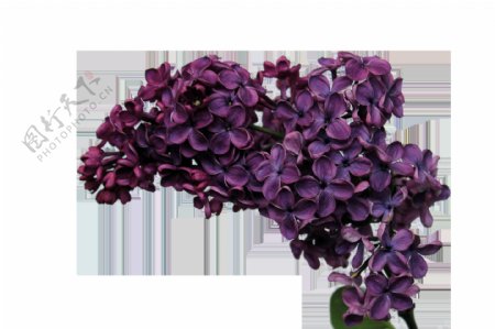 精致立体紫色花卉透明素材