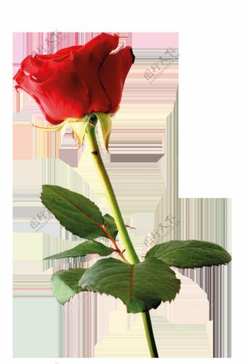 求婚玫瑰花卡通透明素材