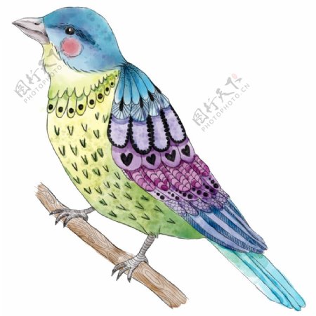 彩绘可爱的小鸟png透明素材