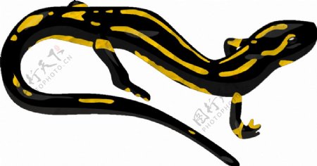 漂亮黑色黄斑蜥蜴免抠png透明素材