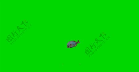 风水鱼绿屏抠像视频素材