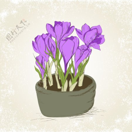 手绘一盆紫色花盆栽矢量素材