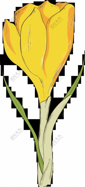 一朵含苞待放的黄色花透明花朵素材