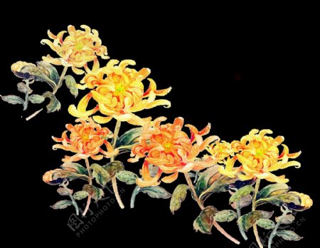 热情黄色花朵手绘菊花装饰元素