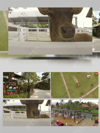 农庄公园动物风景实拍视频素材
