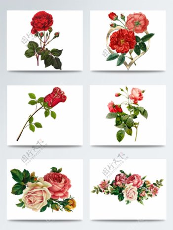 浪漫情人节水彩玫瑰花枝装饰元素