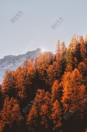 秋日树林风景