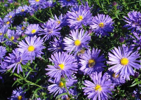 紫苑特写雪青色花卉